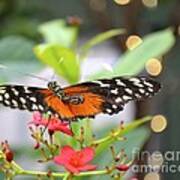 Butterfly Beauty Art Print