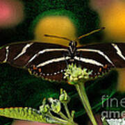 Butterfly Garden 06 - Zebra Heliconian Art Print