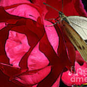 Butterfly Garden 21 - Cabbage White Art Print