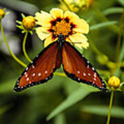 Butterfly On Coreopsis Art Print