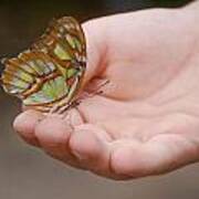 Butterfly On Hand Art Print