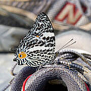 Butterfly On Sneaker Art Print