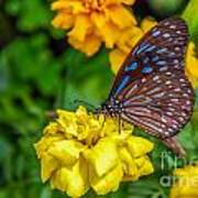 Butterfly On Yellow Marigold Art Print