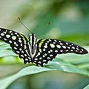 Butterfly Resting Color Art Print