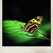 Butterfly Two Polaroid Art Print