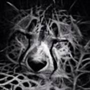 #bw #cheetah #zoo #cleveland #ohio Art Print