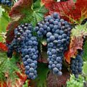 5b6374-cabernet Sauvignon Grapes At Harvest Art Print