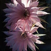 Cactus Flowers In Pink Art Print