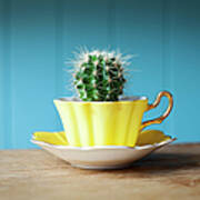 Cactus Growing In Teacup On Desk Art Print