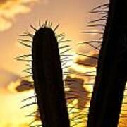 Cactus Sunset Art Print