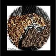 Caged Jaguar Art Print