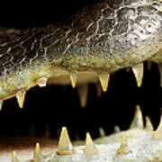 Caiman Crocodile, Close Up On The Mouth Art Print