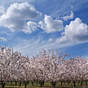 California Almond Blossoms In Bloom Art Print