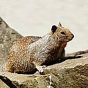 California Ground Squirrel Art Print