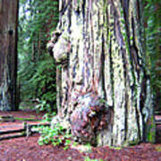 California Redwoods 4 Art Print