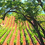California Vineyard Wine Country 5d24519 Long Art Print