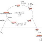 Calvin-benson Metabolic Cycle Art Print