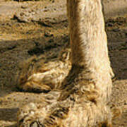 Camel Toes Photograph by Jennie Breeze - Pixels
