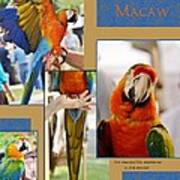 Camelot Macaw Poster Art Print