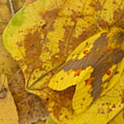 Camouflaged Tent Caterpillar Moth Art Print