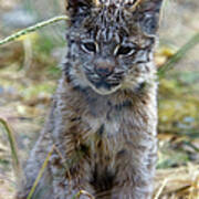 Canada Lynx Kitten Art Print
