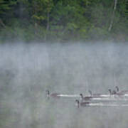 Canada, Quebec Canada Geese In Fog Art Print