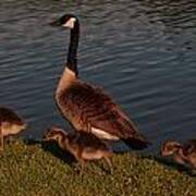 Canadian Goose And Gosling Art Print