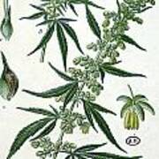 Cannabis Art Print