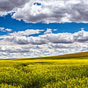 Canola Fields Art Print