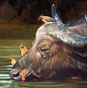 Cape Buffalo And Oxpeckers Art Print