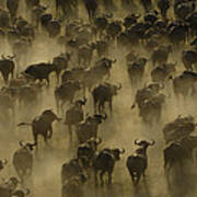 Cape Buffalo Herd Stampeding Africa Art Print