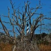 Cape Hatteras Lighthouse Through The Trees 3/01 Art Print