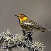 Cape May Warbler On Lichens Art Print
