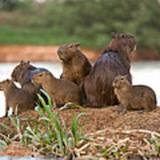 Capybara Hydrochoerus Hydrochaeris Art Print