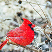 Cardinal Bird Christmas Card Art Print