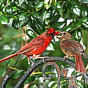 Cardinal Gift Of Love Photo Art Print