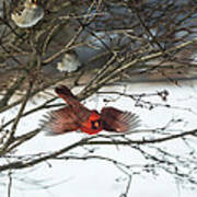 Cardinal In Flight Art Print