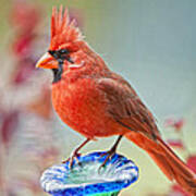 Cardinal In Pat's Garden Art Print