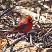 Cardinal Long Island Ny Art Print