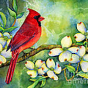 Cardinal On Dogwood Art Print