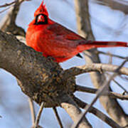 Cardinal Up Close Art Print