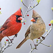 Cardinals In Early Spring Art Print