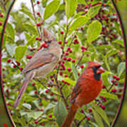 Cardinals In Holly Art Print