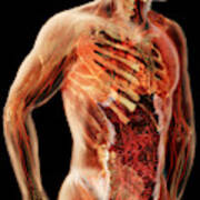 Cardiovascular System, Male Torso Art Print