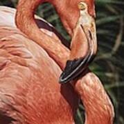 Caribbean Flamingo Art Print