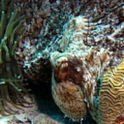 Caribbean Reef Octopus Next To Green Anemone Art Print