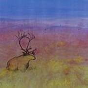 Caribou On The Tundra Art Print