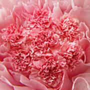 Carnations Art Print