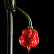 Carolina Reaper Chilli Pepper Art Print