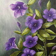 Carolina Wild Petunia Ruellia Caroliniensis Art Print